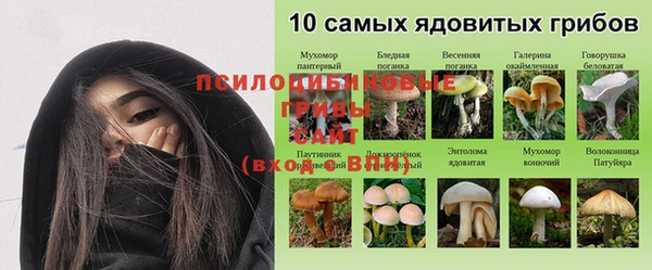 прущие грибы Новокубанск